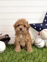 Bunt, a male Cavapoo for sale in Lagrange, IN – 2 of 7