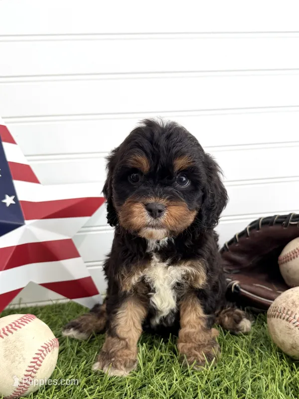 Boomer – Cavapoo puppy for sale in Lagrange, IN