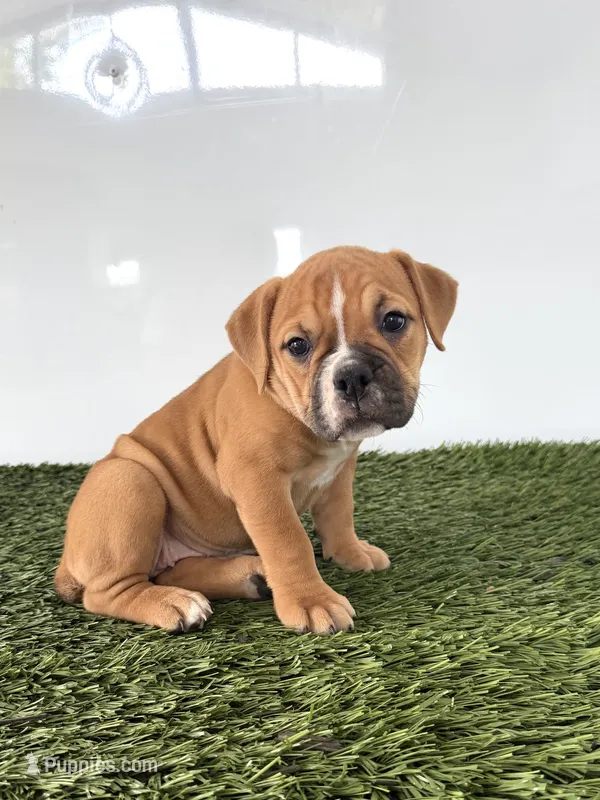 Nicole – Olde English Bulldogge puppy for sale in Lagrange, IN