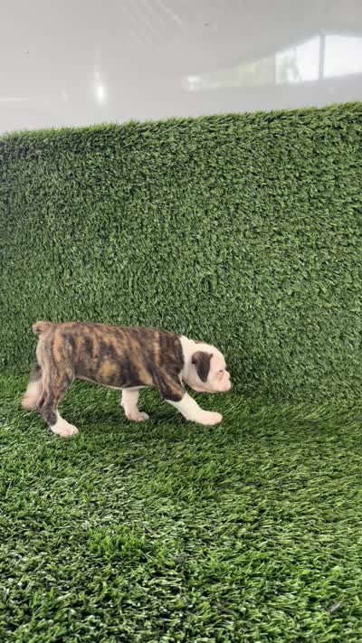 Molly, a female Olde English Bulldogge for sale in Lagrange, IN – 5 of 5