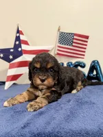 Boomer, a male Cavapoo for sale in Lagrange, IN – 3 of 5