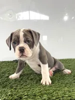 Liv, a female Olde English Bulldogge for sale in Lagrange, IN – 3 of 5