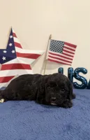 Rocket, a male Cavapoo for sale in Lagrange, IN – 2 of 5