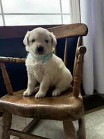 Baylee, a female Golden Retriever and English Cream Golden Retriever for sale in Lagrange, IN – Photo 4 of 5