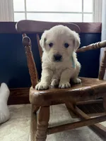 Baylee, a female Golden Retriever and English Cream Golden Retriever for sale in Lagrange, IN – Photo 3 of 5