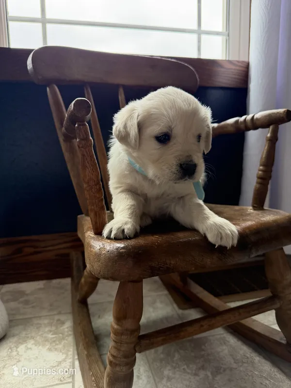 Baylee – Golden Retriever, English Cream Golden Retriever puppy for sale in Lagrange, IN