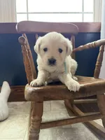 Baylee, a female Golden Retriever and English Cream Golden Retriever for sale in Lagrange, IN – Photo 2 of 5