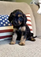 Crimson, a male Cavapoo for sale in Lagrange, IN – Photo 4 of 7