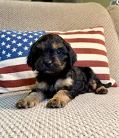 Crimson, a male Cavapoo for sale in Lagrange, IN – Photo 5 of 7