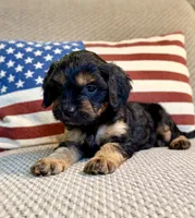 Crimson, a male Cavapoo for sale in Lagrange, IN – Photo 2 of 7