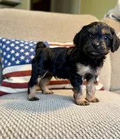 Crimson, a male Cavapoo for sale in Lagrange, IN – Photo 1 of 7