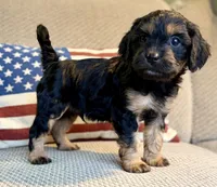 Crimson, a male Cavapoo for sale in Lagrange, IN – Photo 3 of 7