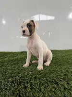 Micah, a male Boxer for sale in Lagrange, IN – 4 of 5