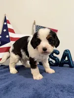 Yankee, a male Cavapoo for sale in Lagrange, IN – 5 of 7