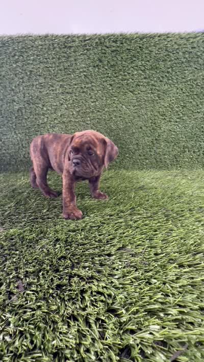 Laken, a female Olde English Bulldogge for sale in Lagrange, IN – 5 of 5