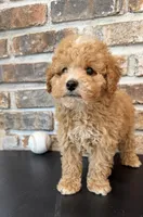 Rookie, a male Cavapoo for sale in Lagrange, IN – 3 of 7
