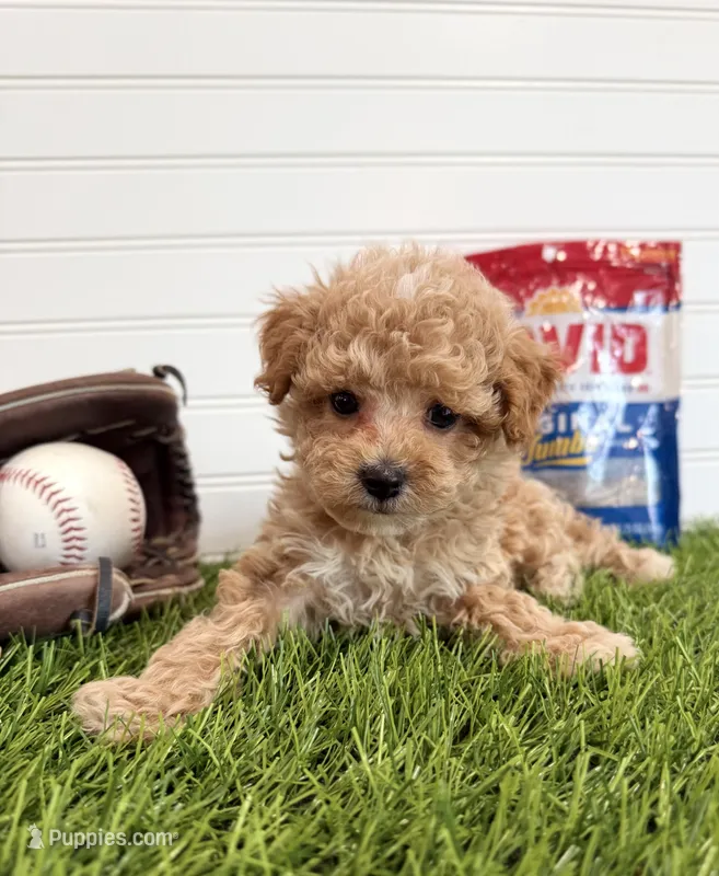 Slugger – Cavapoo puppy for sale in Lagrange, IN
