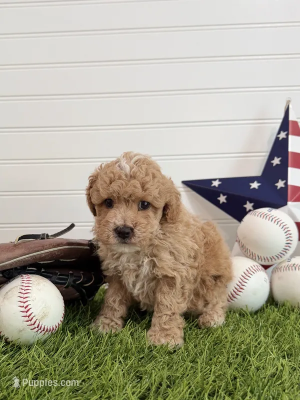 Rookie – Cavapoo puppy for sale in Lagrange, IN