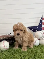 Rookie, a male Cavapoo for sale in Lagrange, IN – 1 of 6