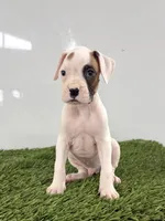 Micah, a male Boxer for sale in Lagrange, IN – 3 of 5