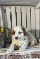 Paige, a female Cavapoo for sale in Lagrange, IN – Photo 5 of 7