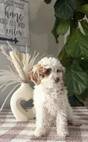 F1b Paige, a female Cavapoo for sale in Lagrange, IN – Photo 3 of 7