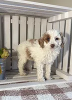Paige, a female Cavapoo for sale in Lagrange, IN – Photo 3 of 7