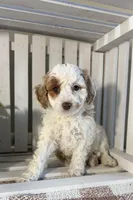 Paige, a female Cavapoo for sale in Lagrange, IN – Photo 1 of 7
