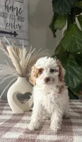 F1b Paige, a female Cavapoo for sale in Lagrange, IN – Photo 2 of 7