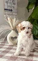 F1b Paige, a female Cavapoo for sale in Lagrange, IN – Photo 4 of 7