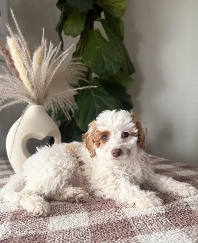 F1b Paige – Cavapoo puppy for sale in Lagrange, IN