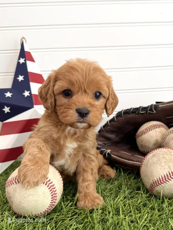 Firecracker – Cavapoo puppy for sale in Lagrange, IN