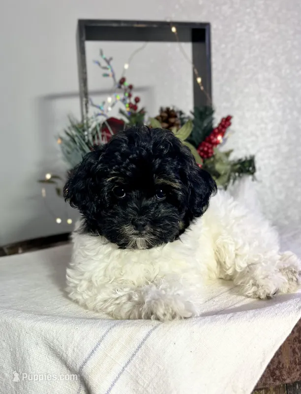 Jezz, a female Havapoo for sale in Lagrange, IN – Photo 1 of 6