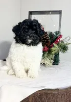 Jezz, a female Havapoo for sale in Lagrange, IN – Photo 3 of 6