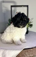 Jezz, a female Havapoo for sale in Lagrange, IN – Photo 4 of 6