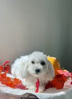 Jezz, a female Havapoo for sale in Lagrange, IN – Photo 5 of 6