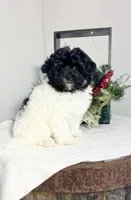 Jezz, a female Havapoo for sale in Lagrange, IN – Photo 2 of 6