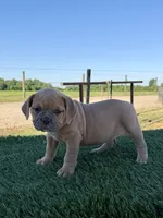Luna , a female Olde English Bulldogge for sale in Lagrange, IN – 4 of 6
