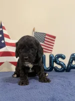 Rocket, a male Cavapoo for sale in Lagrange, IN – 1 of 5