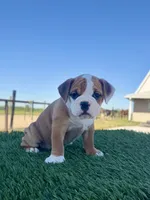 Sadie, a female Olde English Bulldogge for sale in Lagrange, IN – 4 of 5