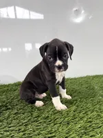 Murphy, a male Boxer for sale in Lagrange, IN – 3 of 5