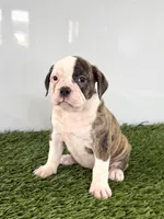 Molly, a female Olde English Bulldogge for sale in Lagrange, IN – 2 of 5