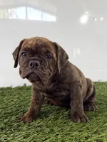 Laken, a female Olde English Bulldogge for sale in Lagrange, IN – 2 of 5