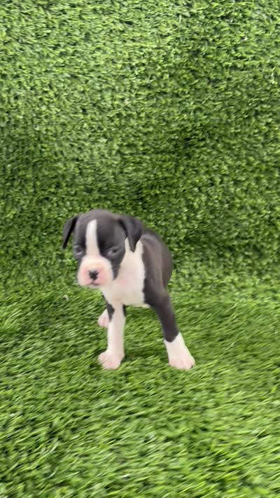 Mylo, a male Boxer for sale in Lagrange, IN – 5 of 5