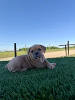 Luna , a female Olde English Bulldogge for sale in Lagrange, IN – 2 of 6