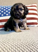 Eve, a female Cavapoo for sale in Lagrange, IN – Photo 3 of 7