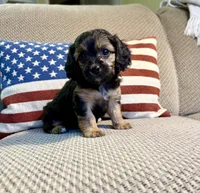 Eve, a female Cavapoo for sale in Lagrange, IN – Photo 1 of 7