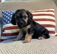 Eve, a female Cavapoo for sale in Lagrange, IN – Photo 4 of 7