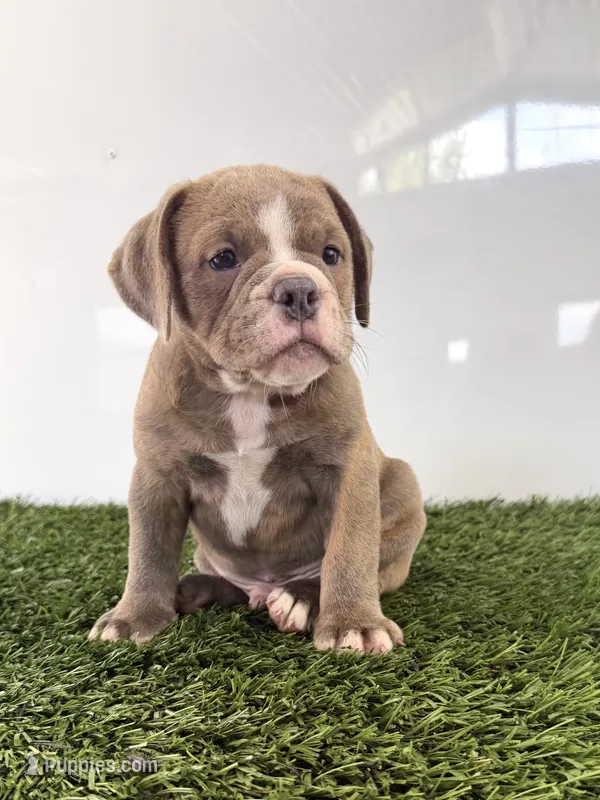 Lane – Olde English Bulldogge puppy for sale in Lagrange, IN