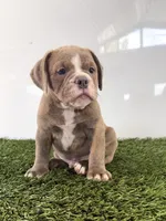Lane, a male Olde English Bulldogge for sale in Lagrange, IN – 1 of 5